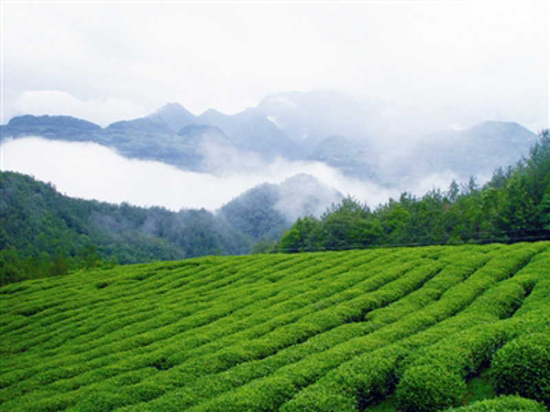 中国近代被埋没的茶叶产地湖北省,一杯采花毛尖诉说茶故事