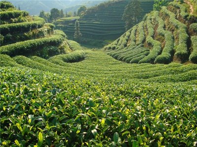 信阳茶叶品种之白露茶